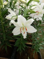 [5280 Crystal Blanca No02.JPG]